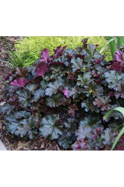 Гейхера бордова Принц в ландшафті