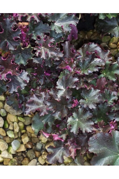 Гейхера Принц багаторічник