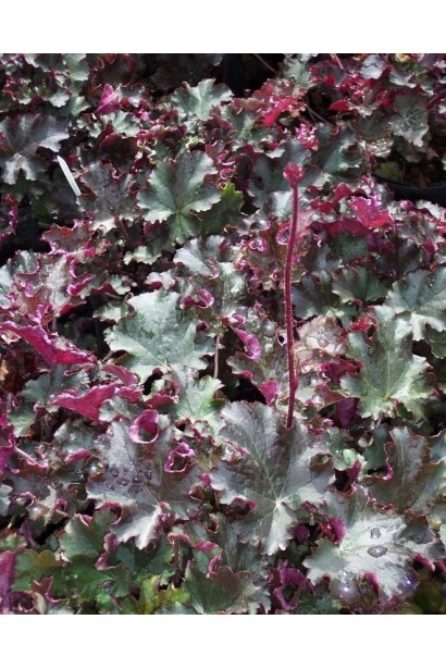 Гейхера гібридна Принц зелено-бордове листя