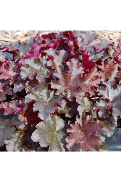 Гейхера гібридна Принц бронзово-фіолетове листя