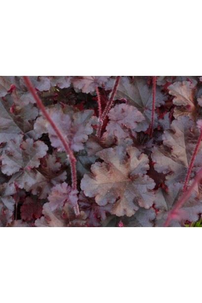 Гейхера гібридна Принц