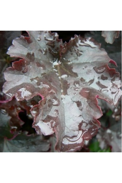 Heuchera hybrid Prince