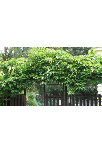 Актинідія жіноча Київська в ландшафті