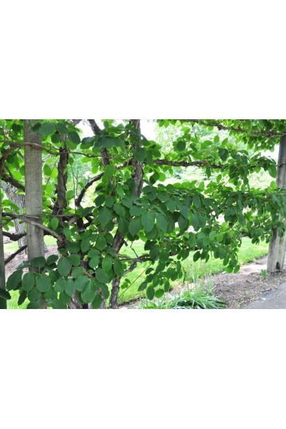 Актинідія жіноча Київська ліана на опорі