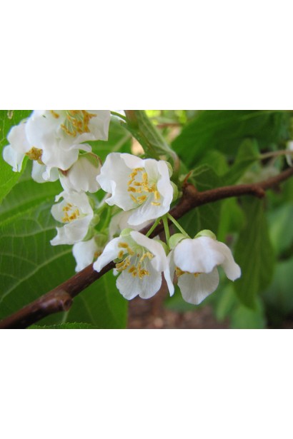 Актинідія жіноча Київська гібридна квіти