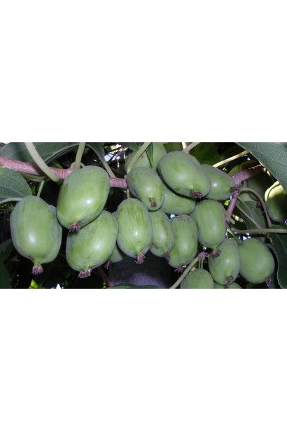 Актинідія жіноча Київська гібридна