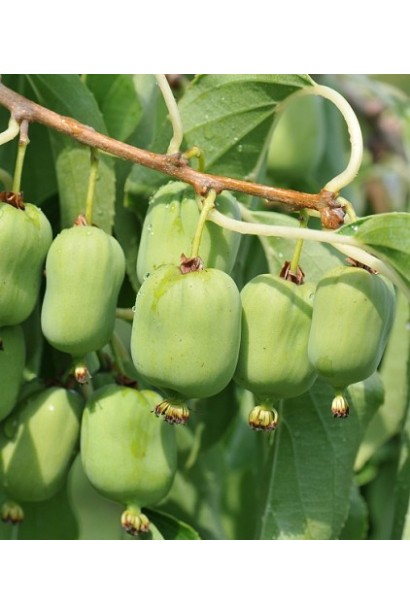  Actinidia Kiev hybrid плоди