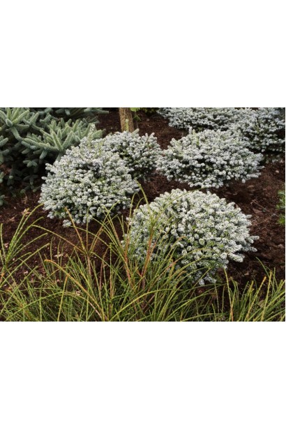 Дорослий кущ Когоутс Айсбрейкер: мініатюрна хвойна рослина для рокаріїв і контейнерів.