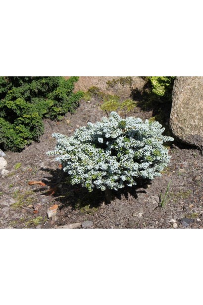 Ялиця Когоутс Айсбрейкер в ландшафті: елегантний акцент для невеликих садів.