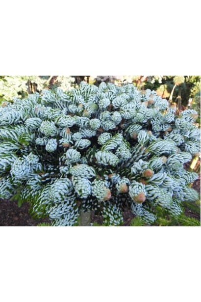 Ялиця Kohouts Icebreaker: морозостійка, повільно зростаюча рослина із витонченим виглядом.