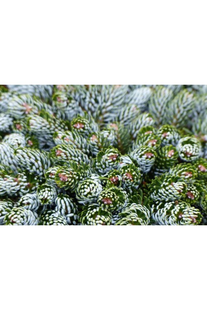 Ялиця Когоутс Айсбрейкер: хвойна красуня з блискучою сріблястою хвоєю.