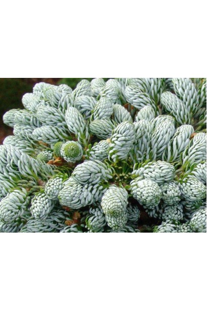 Хвоя Айсбрейкер: м’яка на дотик, з яскравим сріблястим блиском.