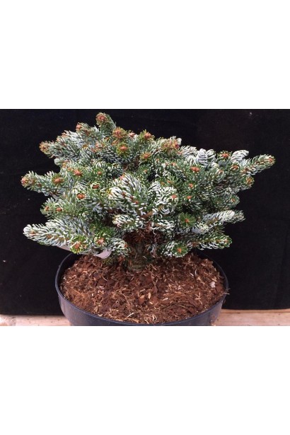 Саджанець ялиці Kohouts Icebreaker: декоративний сорт для стильного озеленення саду.