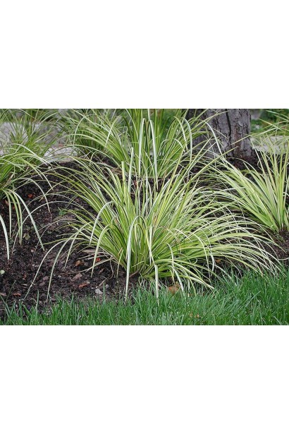 Аир злаковый Аргентеостриатус многолетний куст