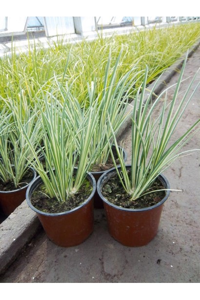 Аир злаковый Аргентеостриатус саженцы в контейнере