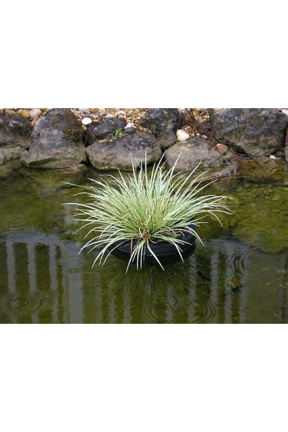 Аир Аргентеостриатус в ландшафте