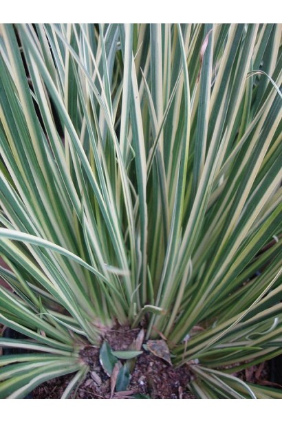 Аир Аргентеостриатус листья