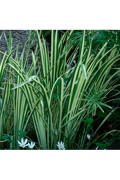 Аир злаковый Аргентеостриатус цветы