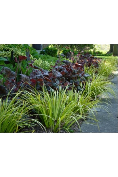 Аир злаковидный Аргентеостриатус