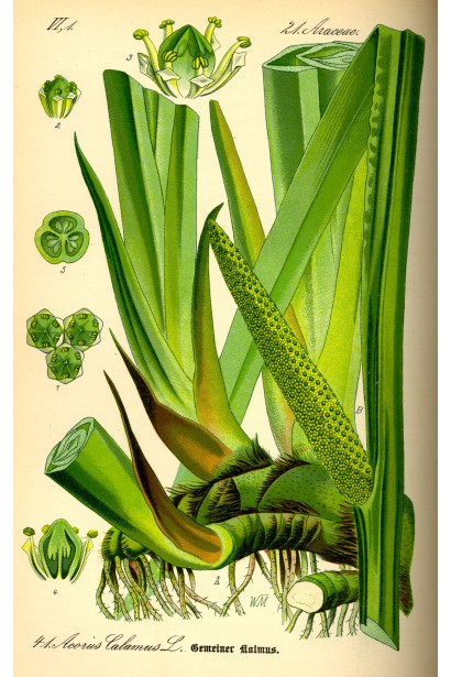 Аир злаковый Аргентеостриатус структура листьев