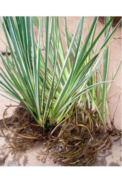 Acorus gramineus Argenteostriatus