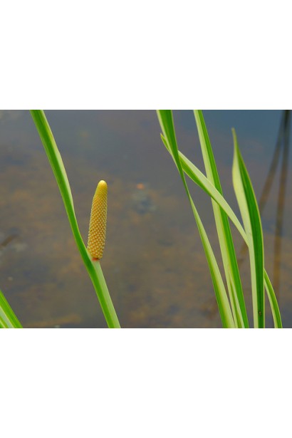 Аир болотный Argenteo Striatus