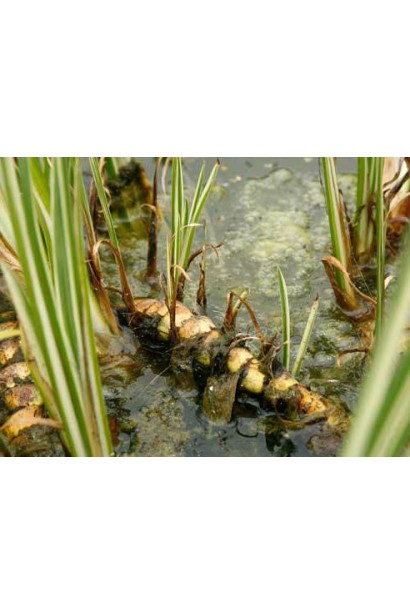 Аир злаковый Аргентеостриатус в природе