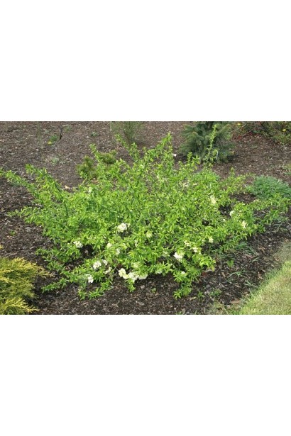 Айва красива Юкіготен посадка