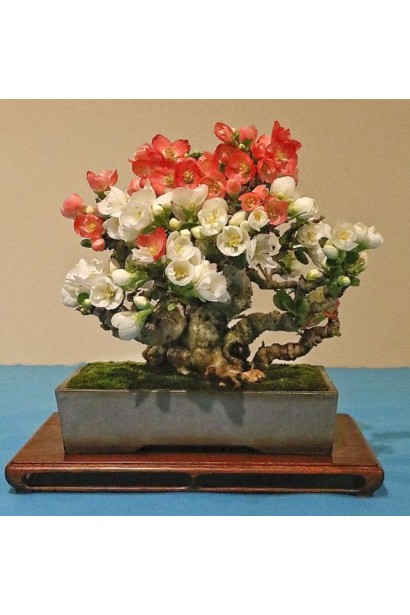 Айва Yukigoten ландшафтний дизайн