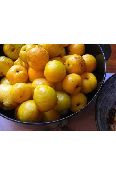 Айва Юкіготен яблуковидні плоди