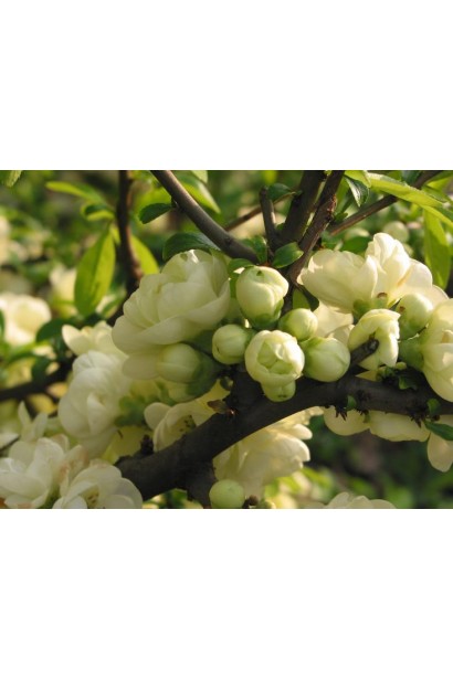 Хеномелес Юкіготен розпускання квітів 