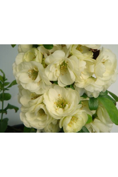 Айва красива Юкіготен квіти