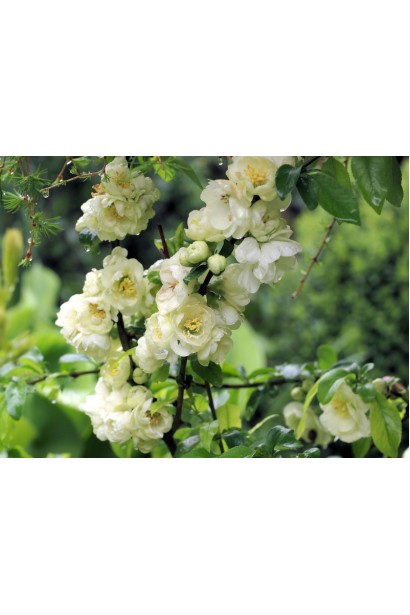 Айва красива Юкіготен цвітіння