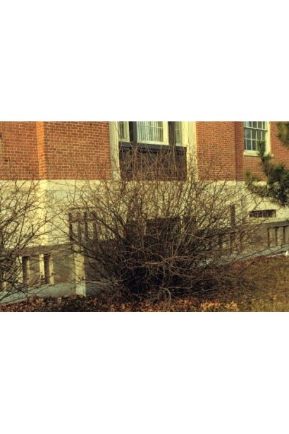 Айва Юкіготен кущ без листя восени