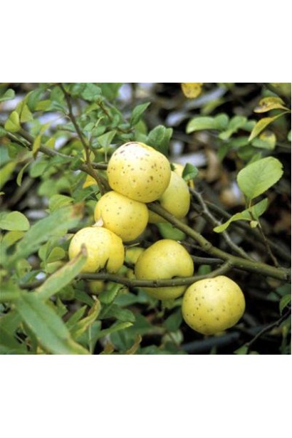 Сhaenomeles speciosa Yukigoten