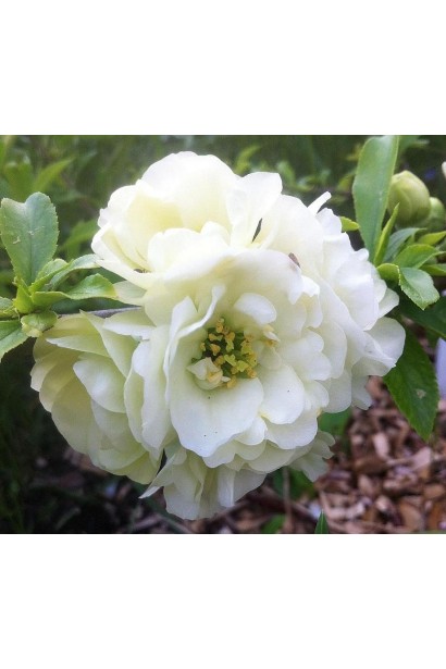 Айва красива Юкіготен