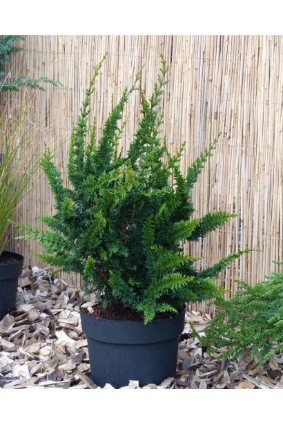 Кипарисовик Тедди Бор в контейнере