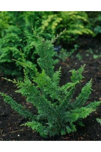 Кипарисовик горохоплодный Тедди Бир