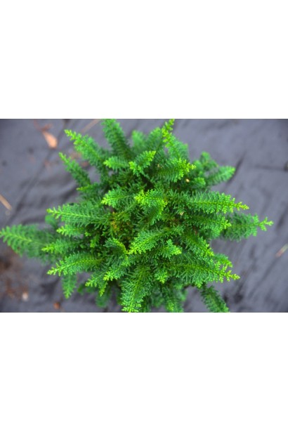 Изумрудно-зеленая хвоя Кипарисовика Тедди Бир