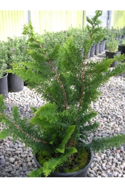 Кипарисовик Мишка Тедди