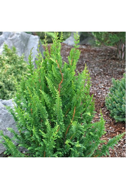 Кипарисовик тупой Тедди Беар