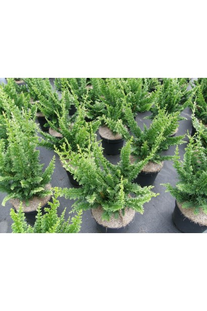 Саженцы кипарисовика Тедди Бор