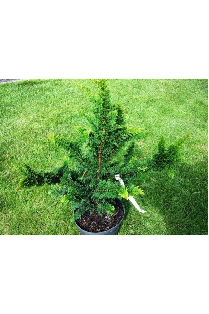 Кипарисовик Teddy Bear