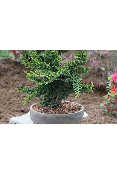 Chamaecyparis pisifera Teddy Bear