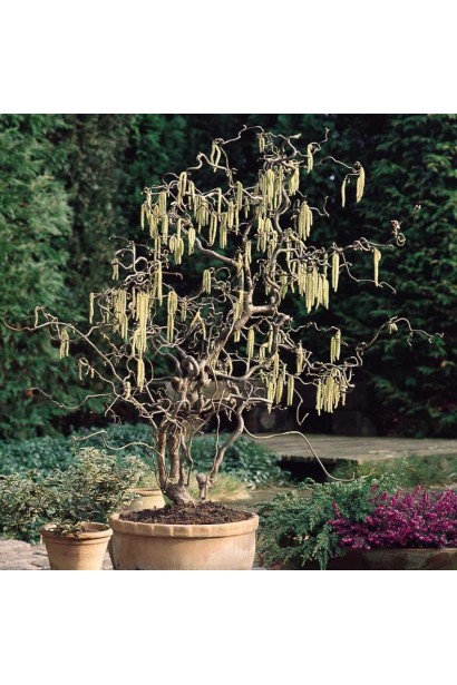 Ліщина декоративна Конторта цвітіння