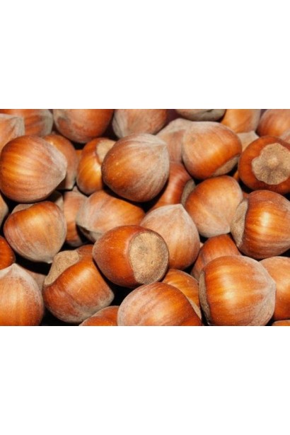 Лісовий горіх  Конторта плоди