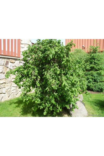 Ліщина європейська Конторта