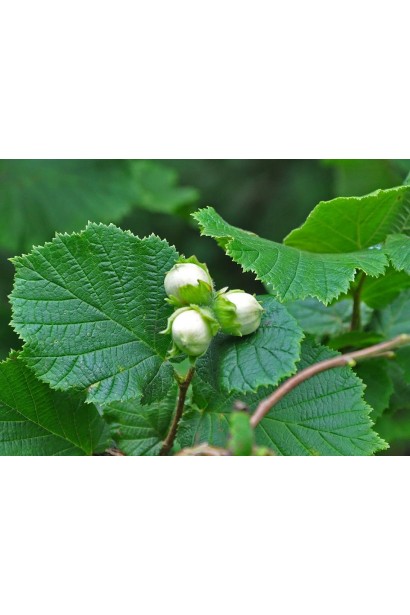 Corylus avellana Contorta