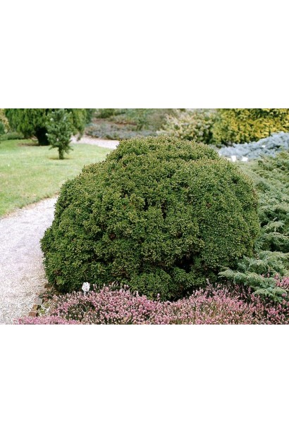 Криптомерія японська Вілморініана