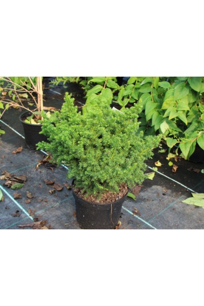 Криптомерія японська Вілморініана саджанець в горщику
